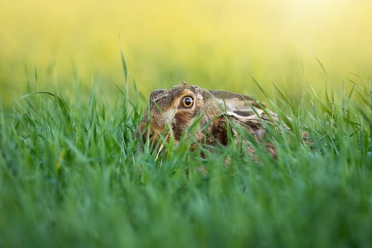 Brown hare, lepus europaeus, hiding in long grass in summer sunlight. Wild rabbit lying in green field with light in background. Long eared animal looking in meadow.