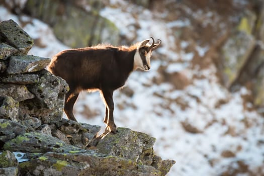 Tatra chamois, rupicapra rupicapra tatrica, climbing on stones in wintertime nature. Wild goat standing on moutains in sunlight. Horned mammal looking on rocks.