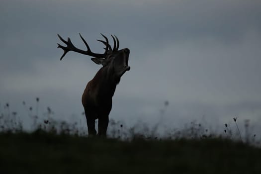 Silhouette of a dominant red deer, cervus elaphus, stag roaring on horizon with sky in background. Wild mammal with strong antlers backlit in evening nature with copy space.