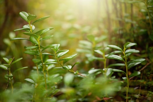 Green plant growing in forest in sunlight in background. Fresh leaves in woodland with sun shining. Vegetation in wilderness in close-up with copy space.