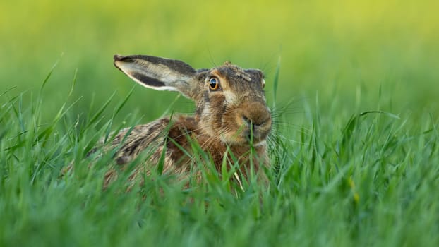 Brown hare, lepus europaeus, looking on green field in summertime nature. Mammal with long ears lying in grassland. Wild rabbit staring in glade.
