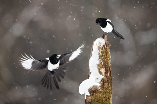 Two eurasian magpie, pica pica, landing on stump during snowstorm. Pair of black and white birds sitting on snowy wood in forest. Feathered animals in flight in winter season.