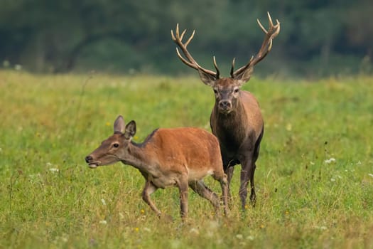 Bonding couple of red deer, cervus elaphus, in rutting season on a green meadow. Male and female wild animals in a courting behavior. Stag following hind from front view.