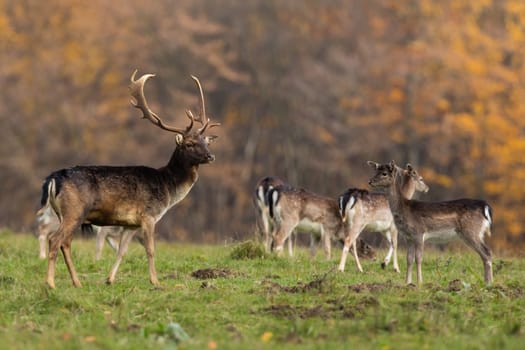 Bunch of fallow deer, dama dama, observing on glade in autumn. Group of mammals standing on field with orange forest in background. Stand with hinds looking on pasture.