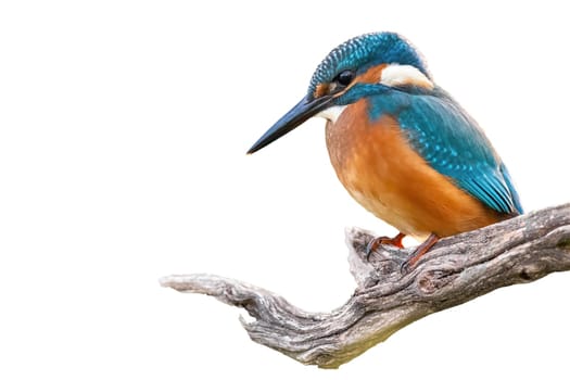 Common kingfisher, alcedo atthis, sitting on branch isolated on white background. Colorful bird resting on wood cut out on blank. Bright winged animal looking on tree with copy space.