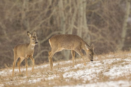 Two roe deer, capreolus capreolus, female grazing on field during snowing. Pair of does walking on snowy grass in winter. Brown mammals moving on white pasture.