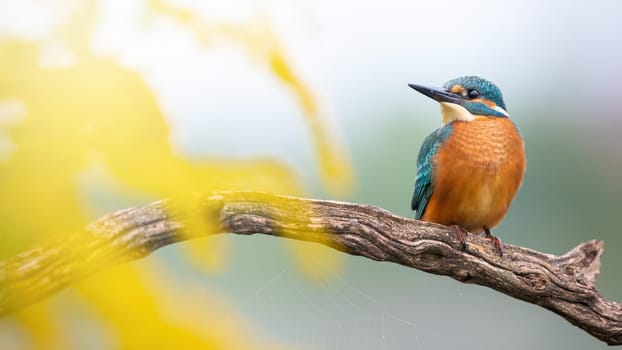 Cute young common kingfisher, alcedo atthis, sitting on branch with yellow flowers in foreground. Little colorful bird looking aside in autumn nature. Animal wildlife.