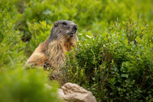Alert alpine marmot, marmota marmota, sitting in rhododendron in summer. Wild rodent looking in bush in mountains. Brown mammal staring in green wilderness.