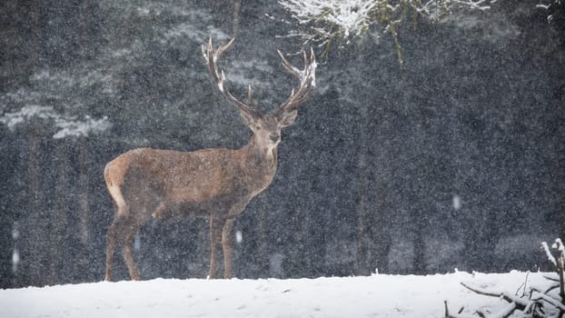 Red deer, cervus elaphus, standing on snowy field in winter snowstorm. Antlered mammal looking to the camera on white glade during snowing. Wild stag watching on snow.