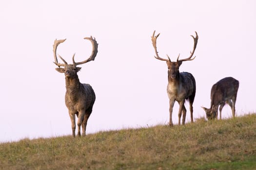 Three fallow deer, dama dama, approaching on horizont in autumn. Two stags walking on grass with hind sniffing in background. Brown mammals coming on field in fall.