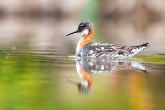 red-necked phalarope, phalaropus lobatus, swimming in wetland in spring. Shorebird floating on green lake in springtime. Gray and orange bird looking on river.
