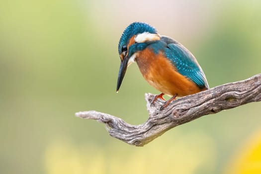 common kingfisher, alcedo atthis, sitting on wood in sunlight with copy space. Color bird resting on branch in sunny day woth space for text. Blue and orange animal with wings watching from tree.