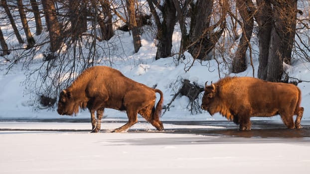 Two european wisents, bison bonasus, wading in frozen lake in winter. Pair of horned mammals crossing river with frost. Power mammals with bushy fur walking on white surface of water.