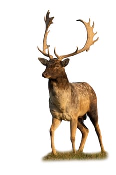 Majestic fallow deer, dama dama, standing on field cut out on blank. Brown spotted stag walking on meadow isolated on white background. Antlered mammal observing in vertical shot.