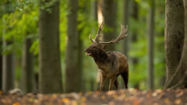 Fallow deer, dama dama, roaring in woodland in rutting season. Spotted stag calling in forest in autumn nature. Male antlered mammal challenging in wilderness.