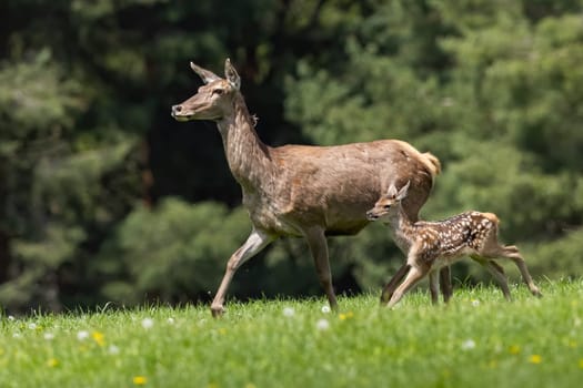 Family of red deer, cervus elaphus, moving on meadow in springtime. Mother with cub running on field with wildflowers. Hind with baby animal going on grassland.