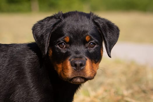 Little Rottweiler Baby 10 Weeks old