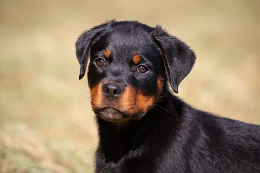 Rottweiler Puppy