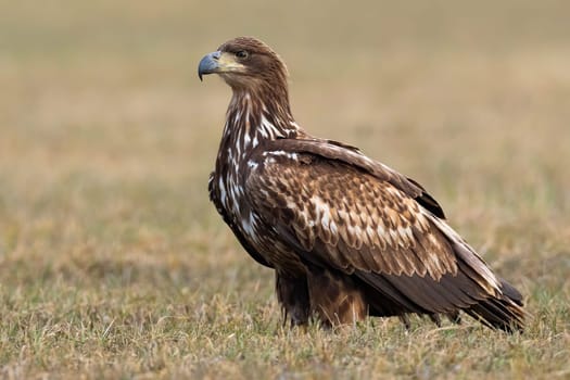 Young white-tailed eagle, haliaeetus albicilla, standing on field in spring. Juvenile bird of prey looking on grassland. Immature feathered predatorstaring on dry meadow.