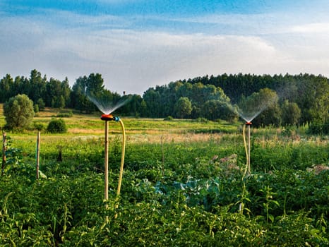 Irrigation system for watering water in agriculture. Irrigation of a farm field. Splashing water. Drops from a spray bottle. Agricultural business. Watering the garden. Garden equipment.