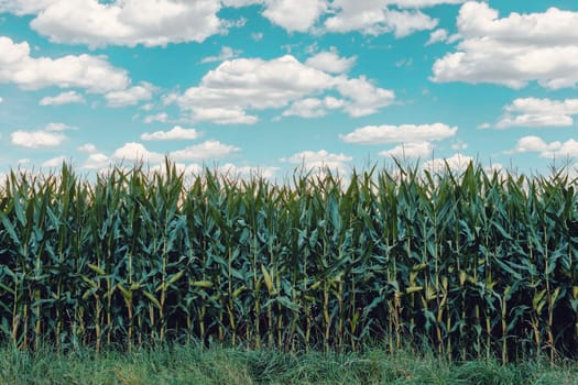 summer green field of corn growing up against blue sky with sun
