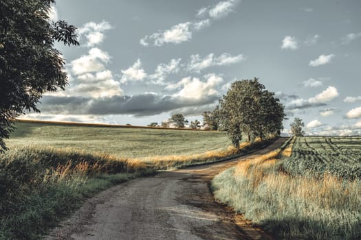 Asphalt road in the countryside. Yellow wheat field in july. Agricultural concept, landscape in highland, Vysocina Czech Republic