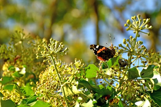 Red admiral, German butterfly on ivy flower
