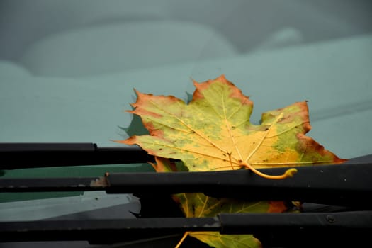 autumnal colored maple leaf on windshield wipers