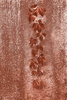 wild wine leaves in autumnal colors on a concret wall