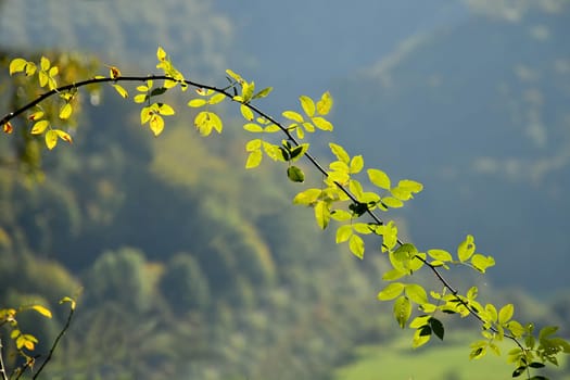 autumnal colored golden leaves in the mountains with blurred background
