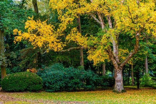 Autumn In The Forest.  maple autumn trees