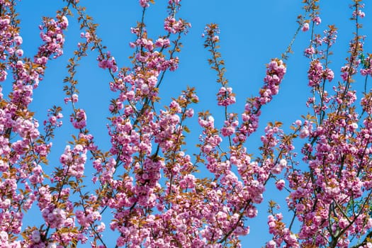 pink flowers are blooming on trees