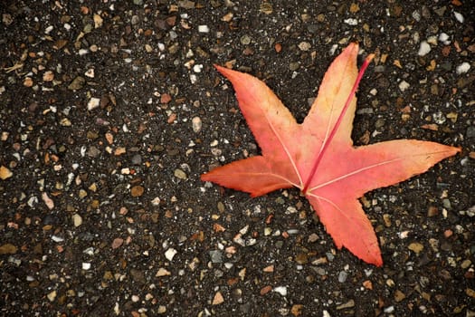 autumnal colored japanese maple leaf on a street floor