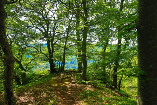 Follow the path to the edge of the forest, then the forest reveals the view