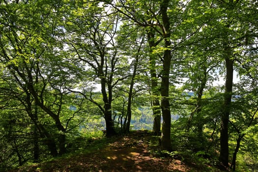 Follow the path to the edge of the forest, then the forest reveals the view