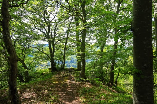 Follow the path to the edge of the forest, then the forest reveals the view