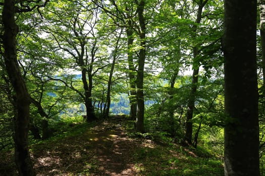 Follow the path to the edge of the forest, then the forest reveals the view