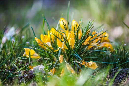 Macro from blooming yellow crocuses in detail.