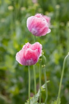 Beautiful pink poppies in blossom on a summer meadow