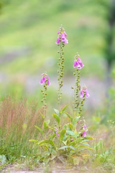 wild pink flower Purple foxgloves, Digitalis purpurea, in woodland, Czech Republic wilderness