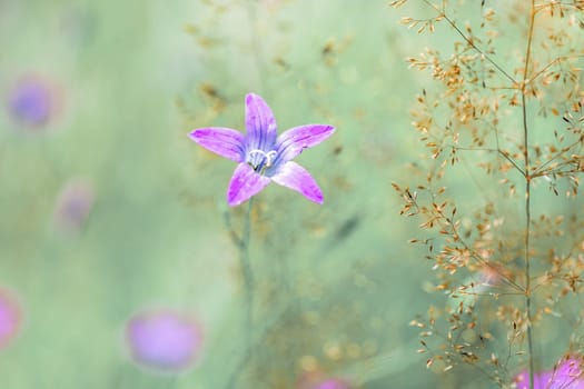 flower campanula patula, wild flowering plant, beautiful purple spreading bell flower in bloom, Summertime in meadow, Europe, Czech Republic
