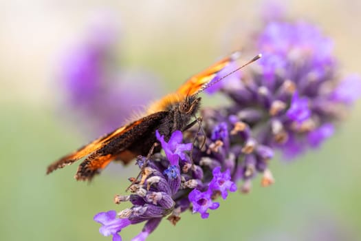 beautiful butterfly tortoiseshell (Aglais urticae) on lavender. Europe, Czech Republic wildlife
