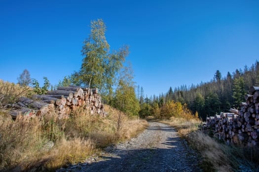 Countryside landscape, late summer, with fall colored tree. Forest after harvesting. Czech Republic, Vysocina
