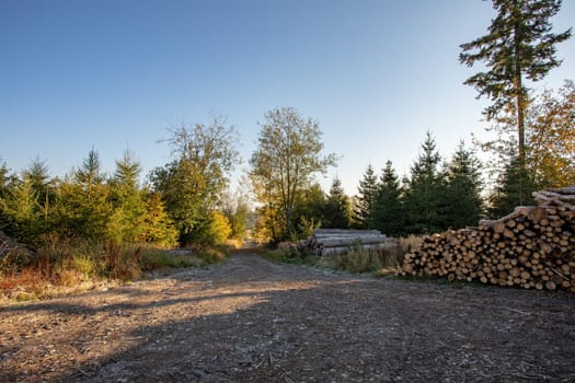 Countryside landscape, late summer, with fall colored tree. Forest after harvesting. Czech Republic, Vysocina