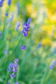 summer lavender flowering in garden, close up with shallow focus. Lavandula angustifolia is aromatic flower with green pastel background