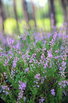 Common heather growing in the meadow