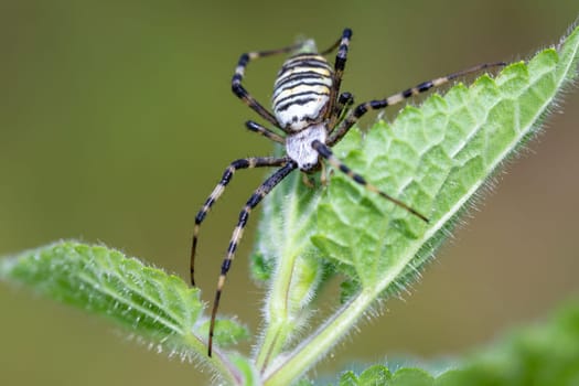 Argiope bruennichi (wasp spider) on web, invasive species of orb-web spider distributed throughout central Europe, Czech Republic wildlife. Czech Republic, Europe wildlife