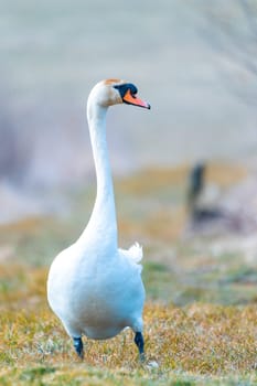 Common european wild big bird mute swan, Cygnus olor, walking on the shore of the pond. Czech Republic Europe wildlife