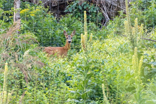 female of European roe deer (Capreolus capreolus), in woodland. Czech Republic Europe wildlife