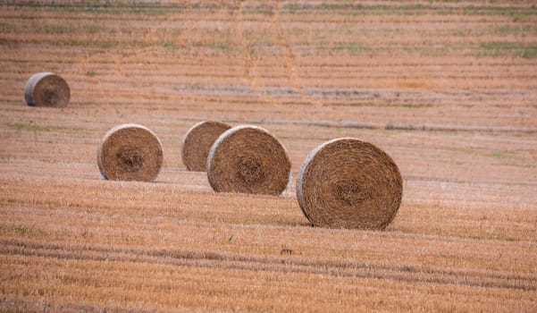 Straw bales stacked in a field at summer time, Vysocina Czech Republic
